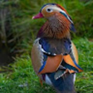 Meet your Posher, Teodora